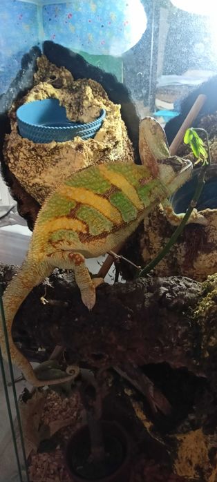 Jaszczurka z dwoma terrariami oraz foggerem