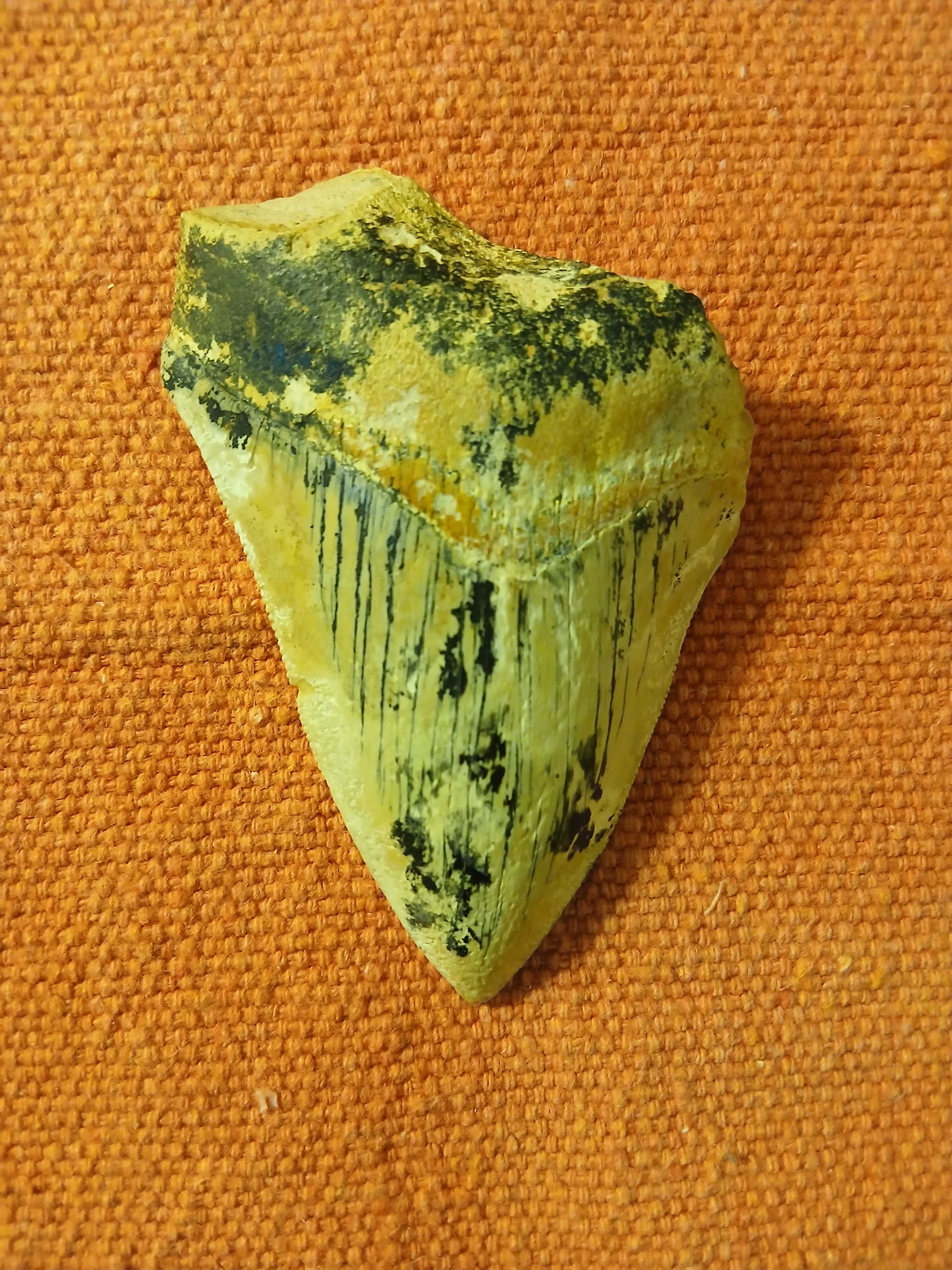 Fóssil de dente de tubarão megalodón