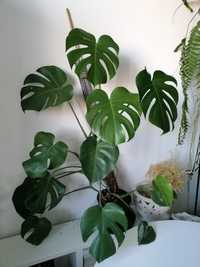 Monstera deliciosa 1 metr 2 rośliny doniczkowa