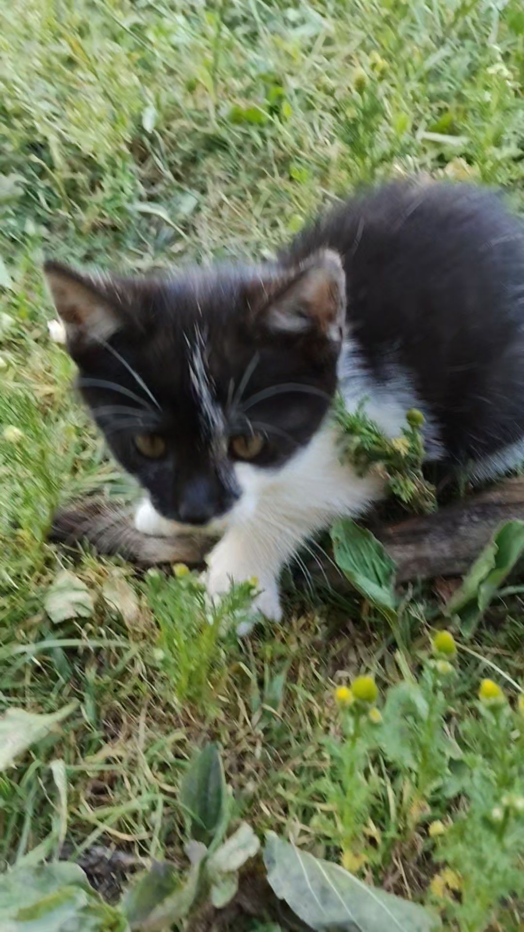 Oddam śliczne kotki
