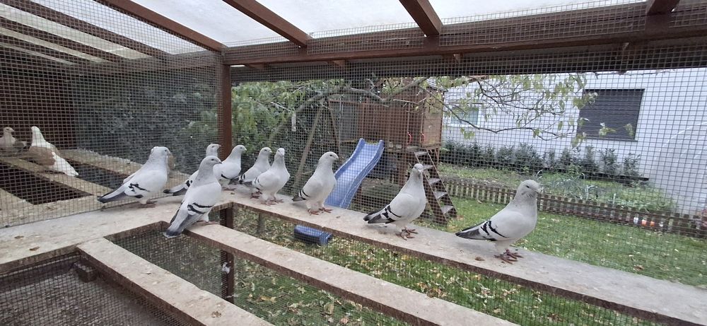 Polski pocztowy wystawowy standard