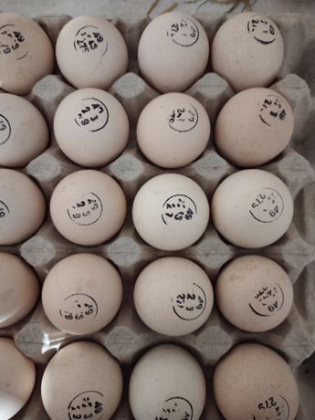 Яйцо для инкубации бройлер росс 708