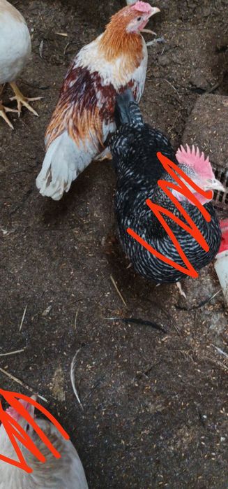 Kogut z Genem fioletowego jajka