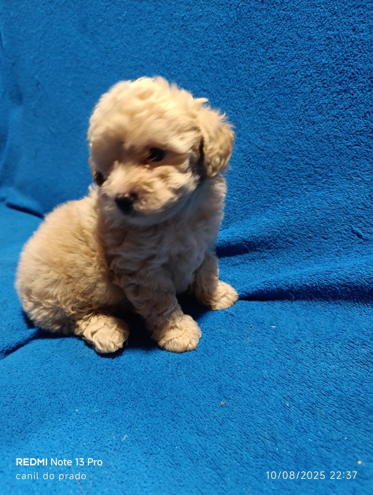 Caniche toy macho