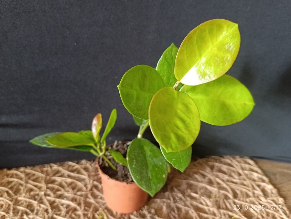 Hoya        Хойа