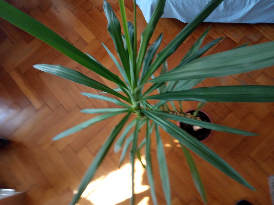 Sprzedam Yuke 15 letnią