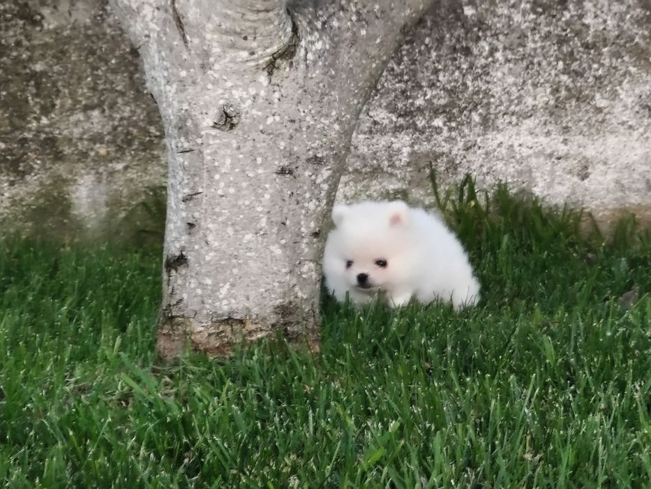 Lulu da Pomerânia Branquinho mini minorca