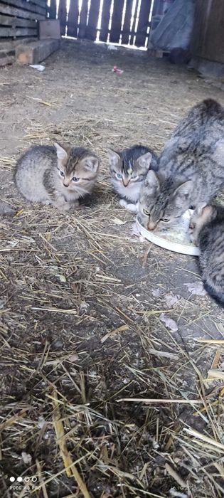 Oddam kotki w dobre rece