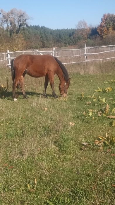 Sprzedam lub zamienię źrebaka i klacz huculska