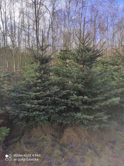 Choinki jodły i świerki złote