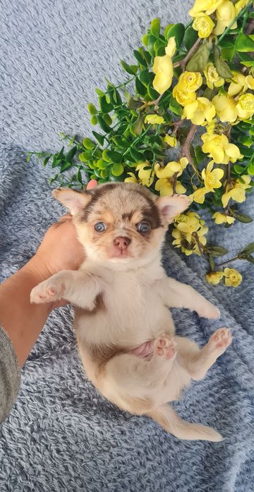 Excecional menino mini semi pelo Chihuahua/Chiuaua de Qualidade