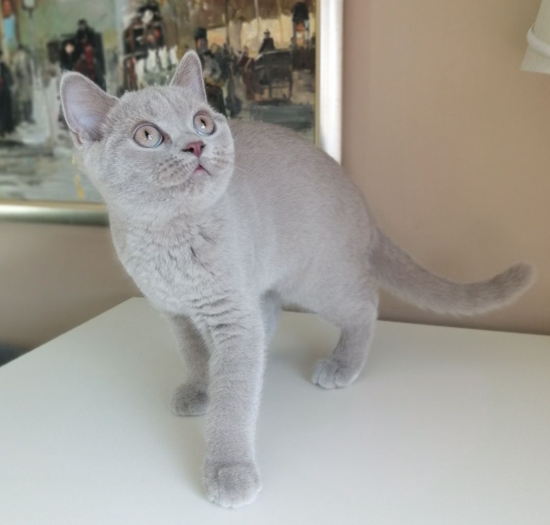 Zarezerwowana kotka brytyjska kociak kocięta brytyjskie rodowód PZF