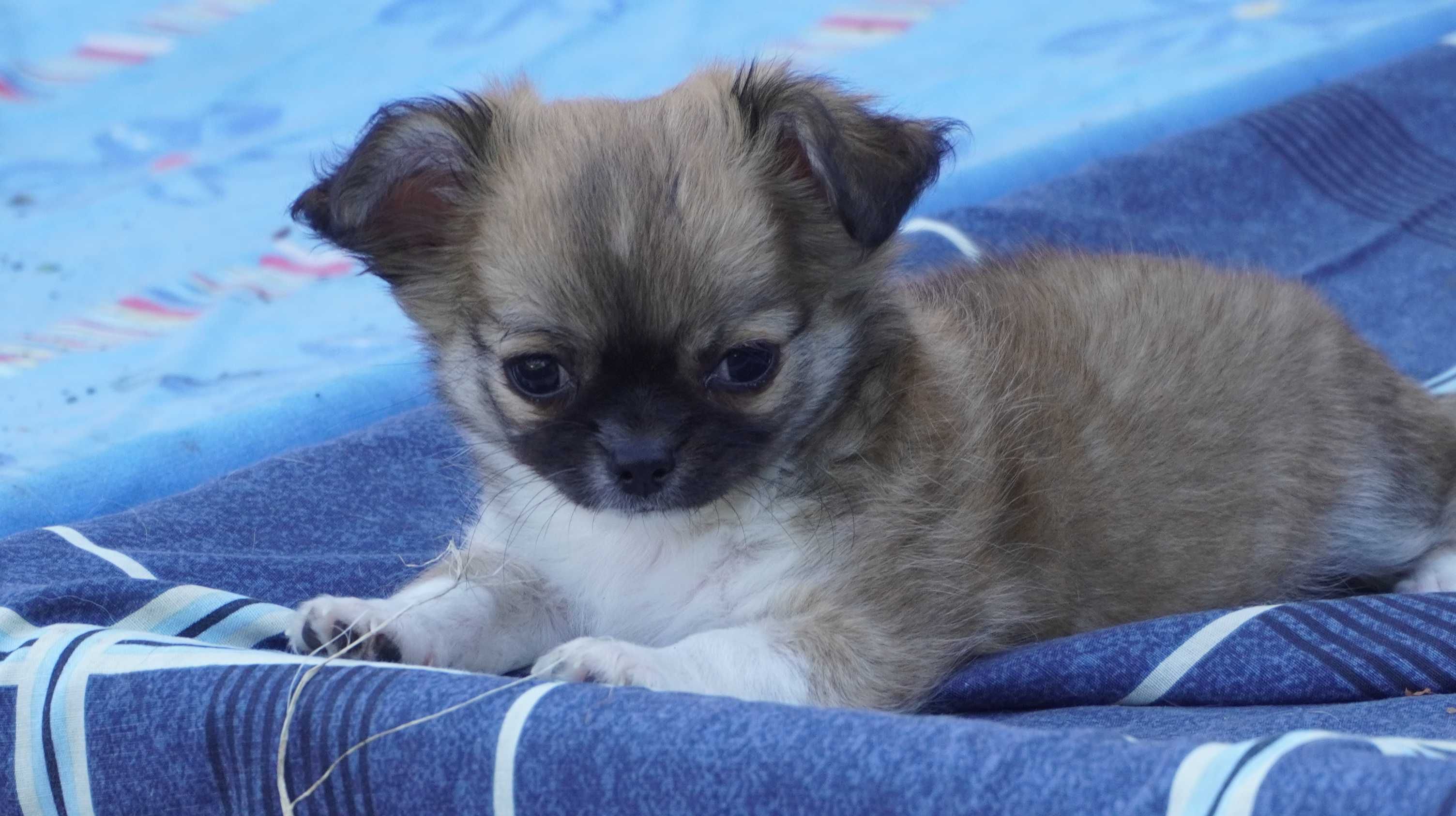 Słodki puszek, okruszek -  piesek długowłosy - Chihuahua - ZKwP/FCI