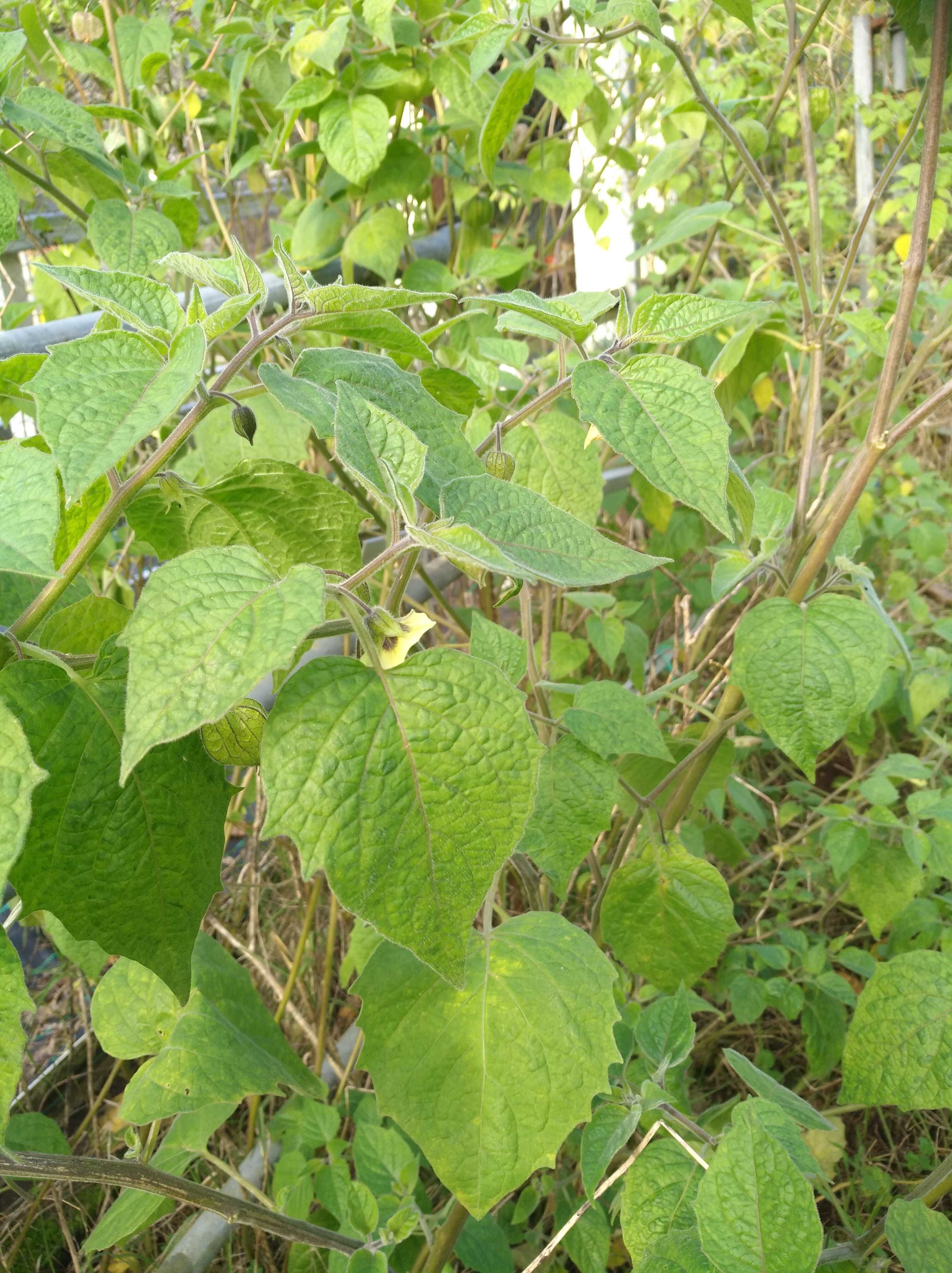 Planta physalis_ Vila Verde