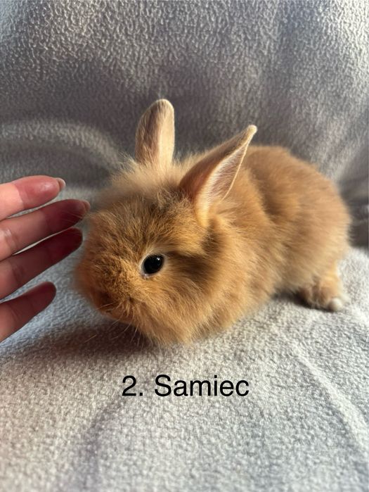 Sprzedam kroliczki miniaturki !