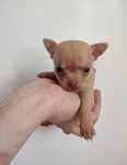 Chihuahua cudny piesek