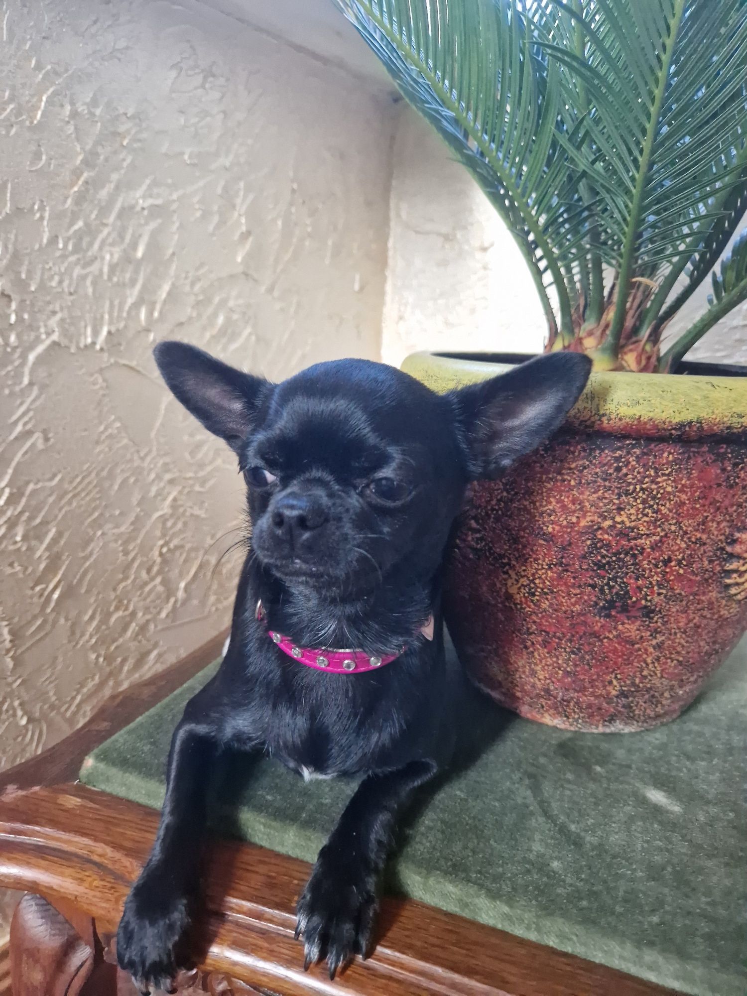 Chihuahua suczka czarna krótkowłosa Fci
