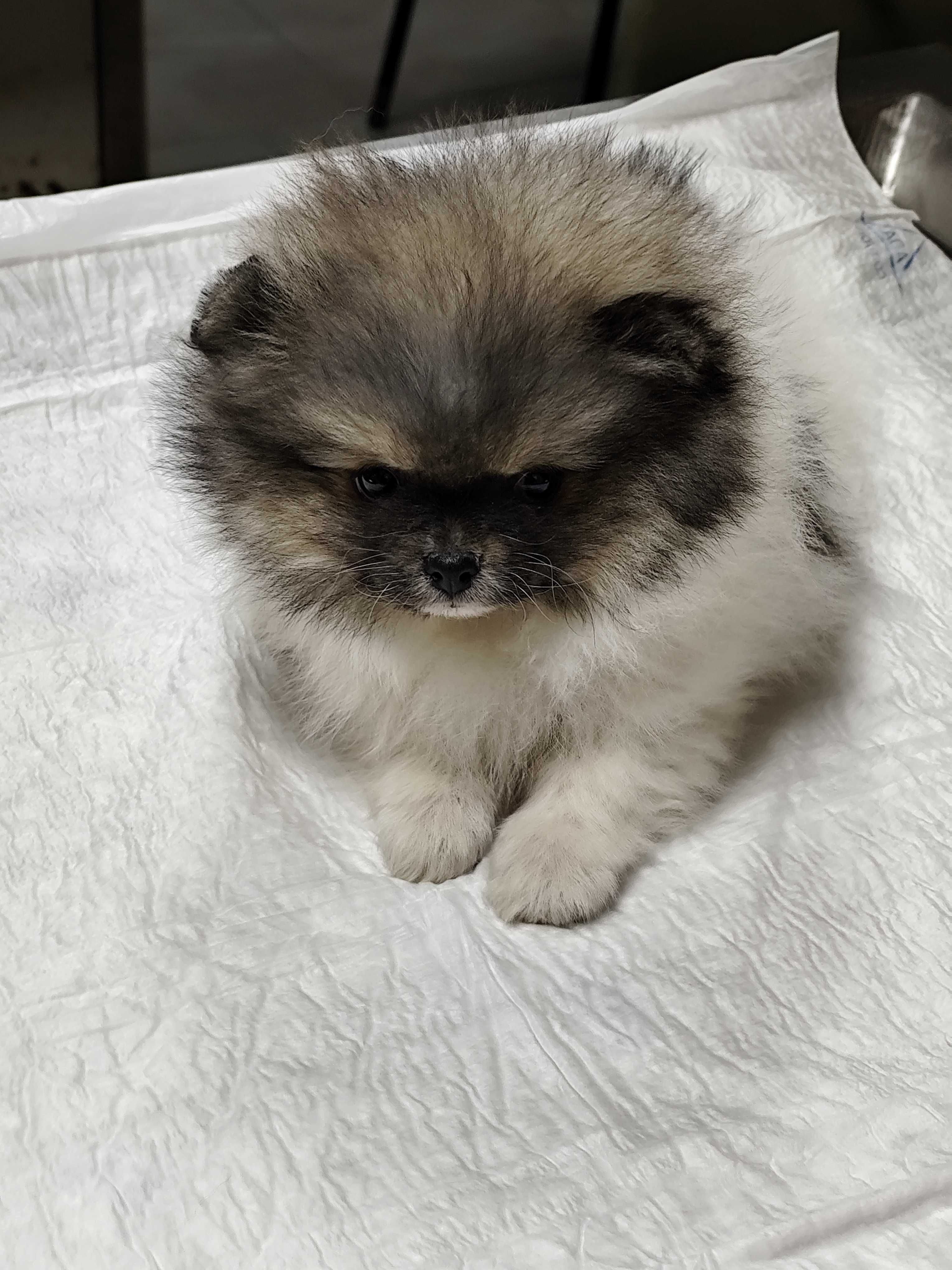 Lulu da Pomerânia c/LOP Spitz alemão anão