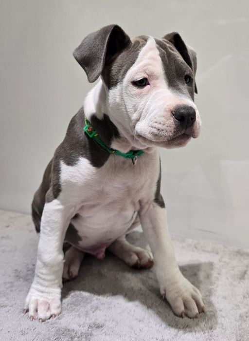 American Staffordshire Terrier samiec blue FCI