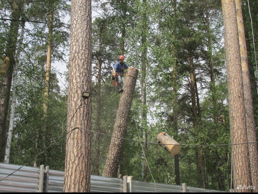 Спил Деревьев. Безопасно. Альпинист