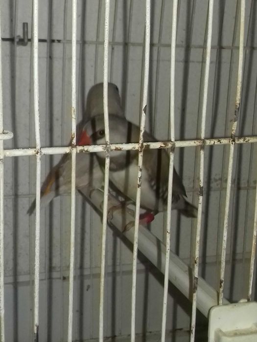 bengalins bichenove diamante golds gaiolas ninhos tudo para venda