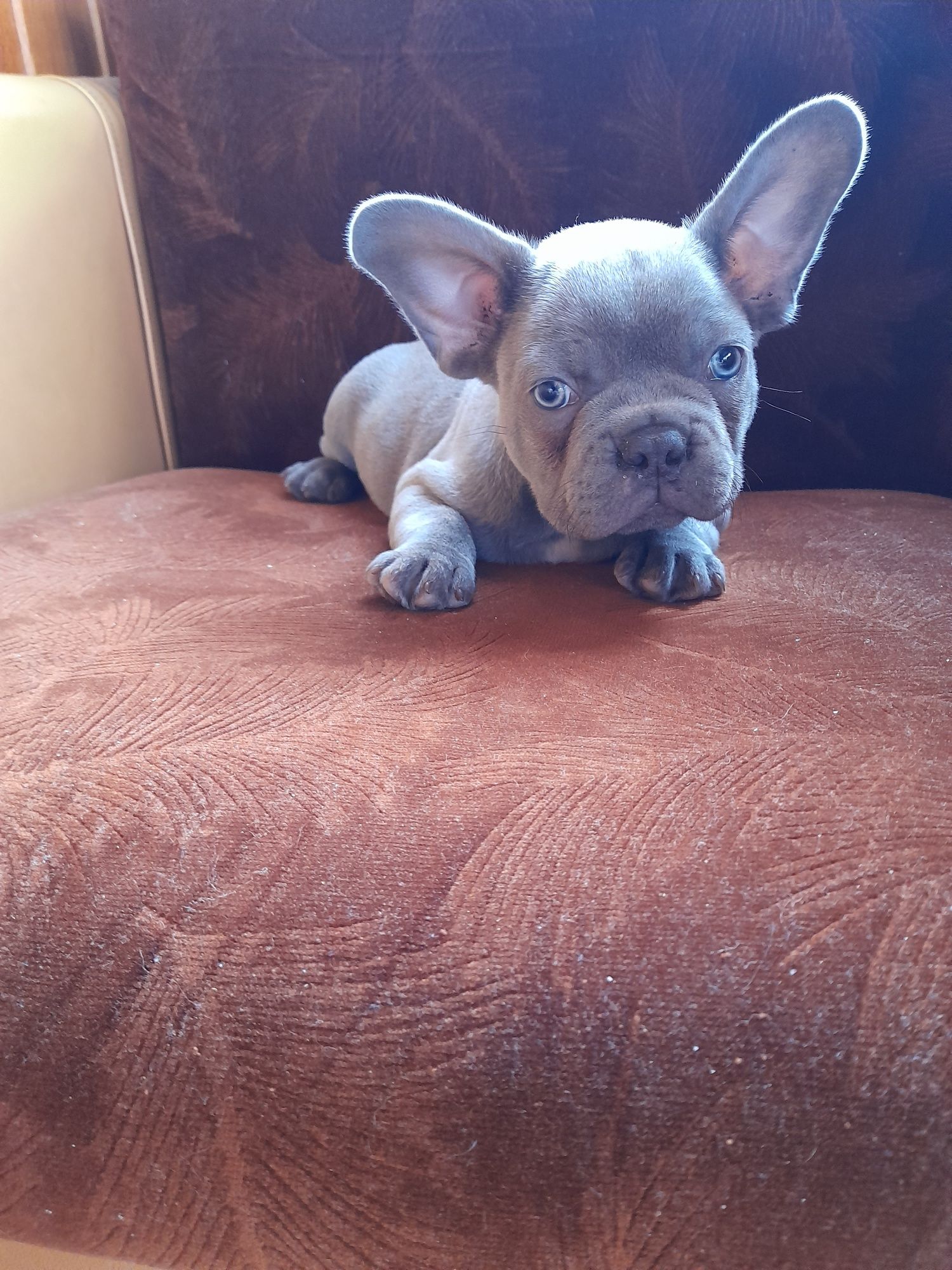 Buldog francuski piesek
