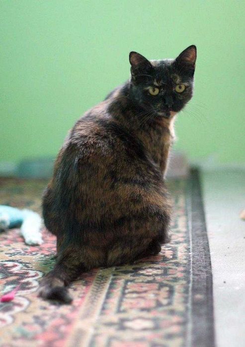 Piękna,  ok 3 letnia kotka szylkretka do adopcji