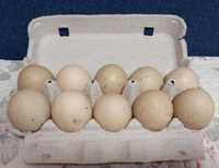 Яйце инкубаційне мускусних качок