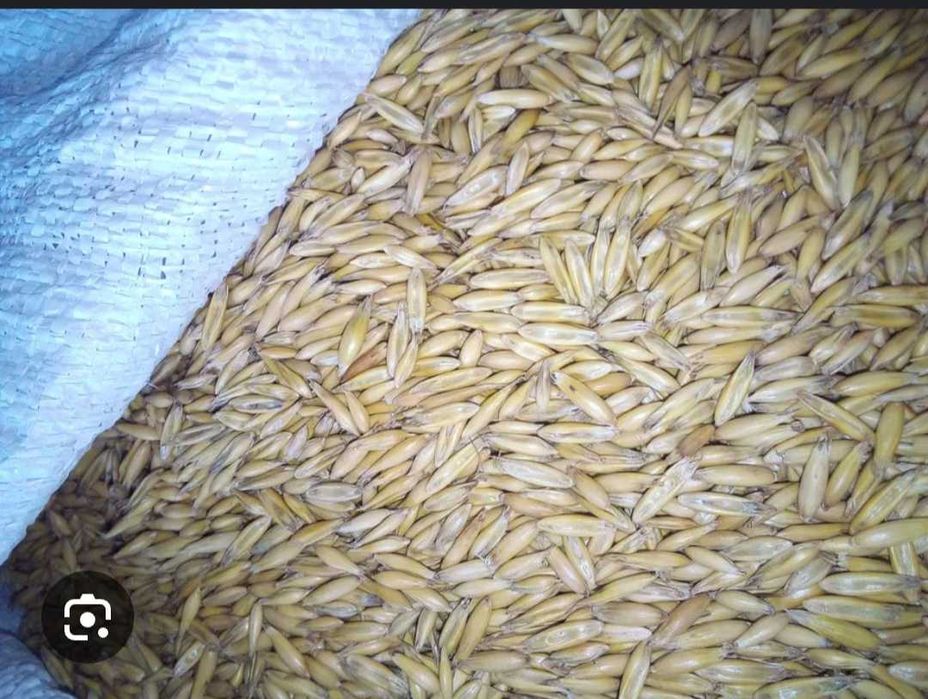 Sprzedam Owies Poker