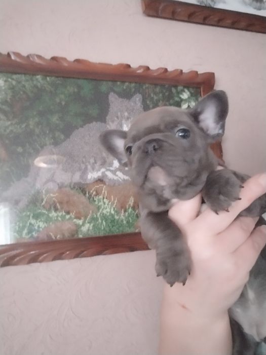 Діва французького бульдогу