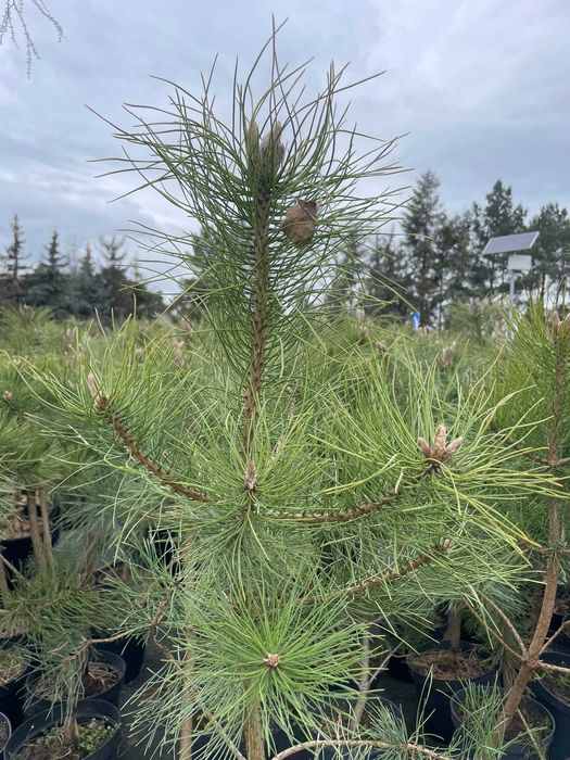 Pinus nigra sosna czarna