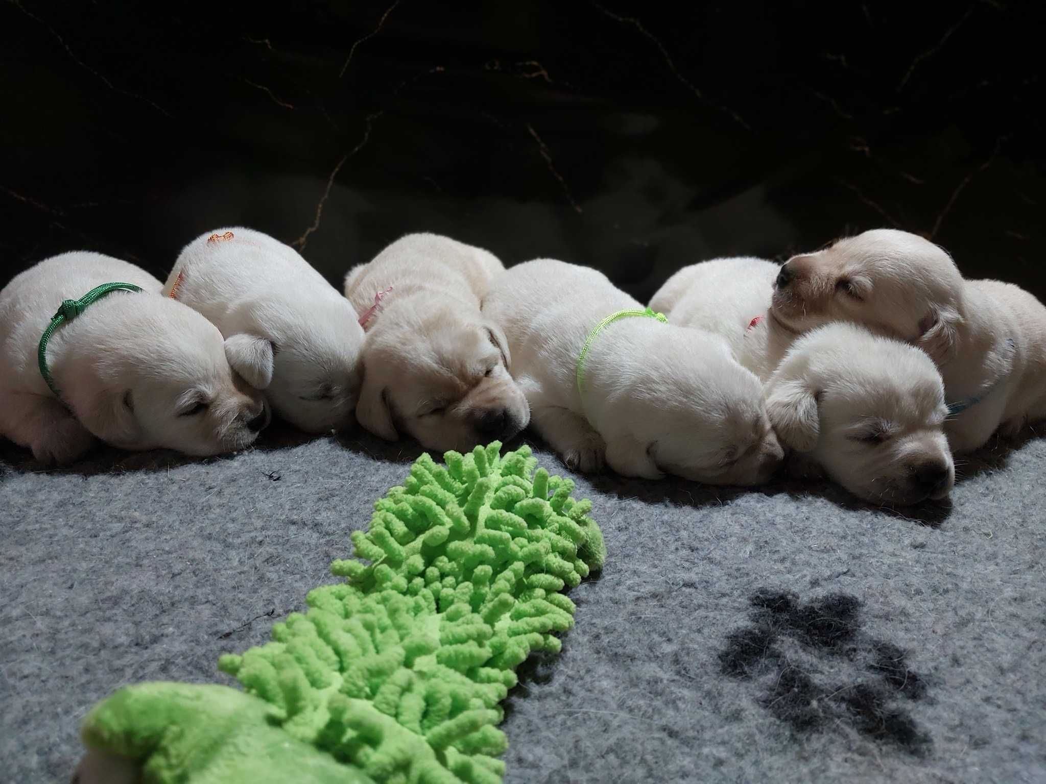 Labrador Retriever ZKwP/FCI Szczenię suczka