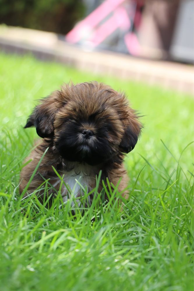 Piękny piesek shih tzu! Gotowy do odbioru!
