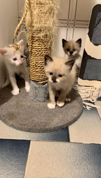 Gatinhos para adoção responsável