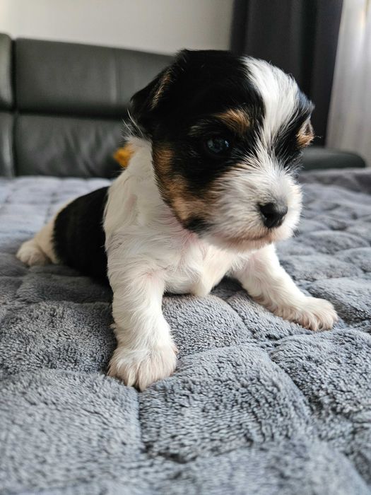 York Biewer śliczny piesek