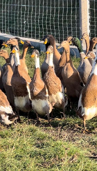 Індійський бігун дикого шоколадного та арлекінового окрасу