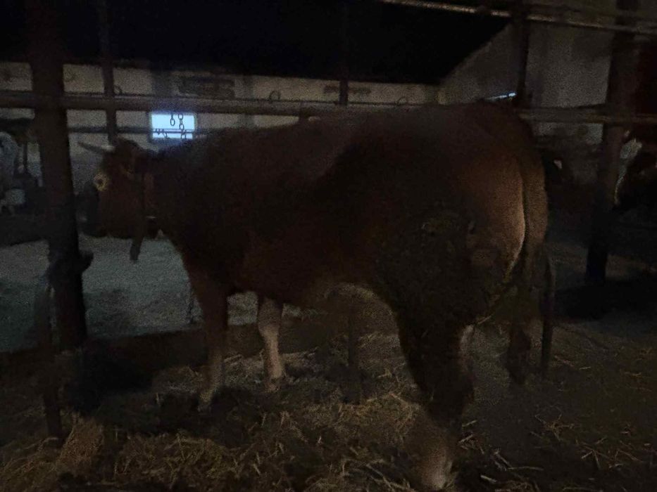 Byk byczek LM 100% Jałówka mięsna lm limousine 100 %