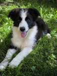 Border collie ZKWP FCI suczka