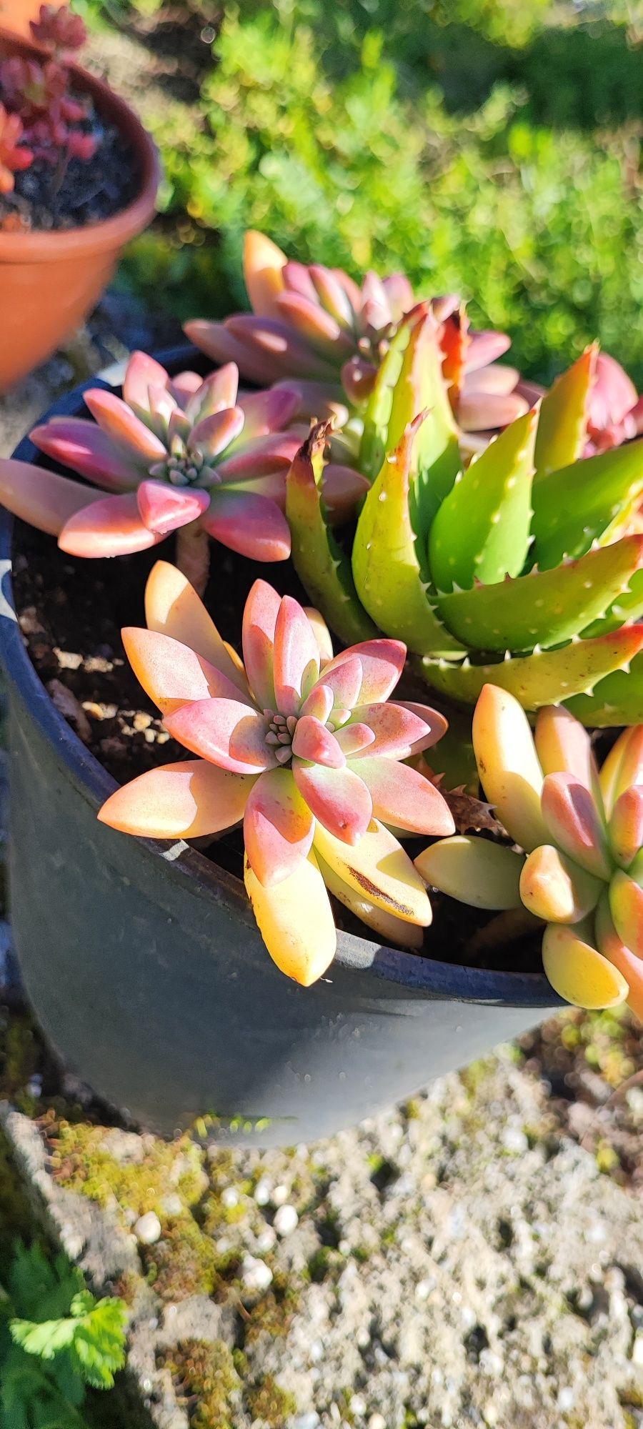 Planta suculenta