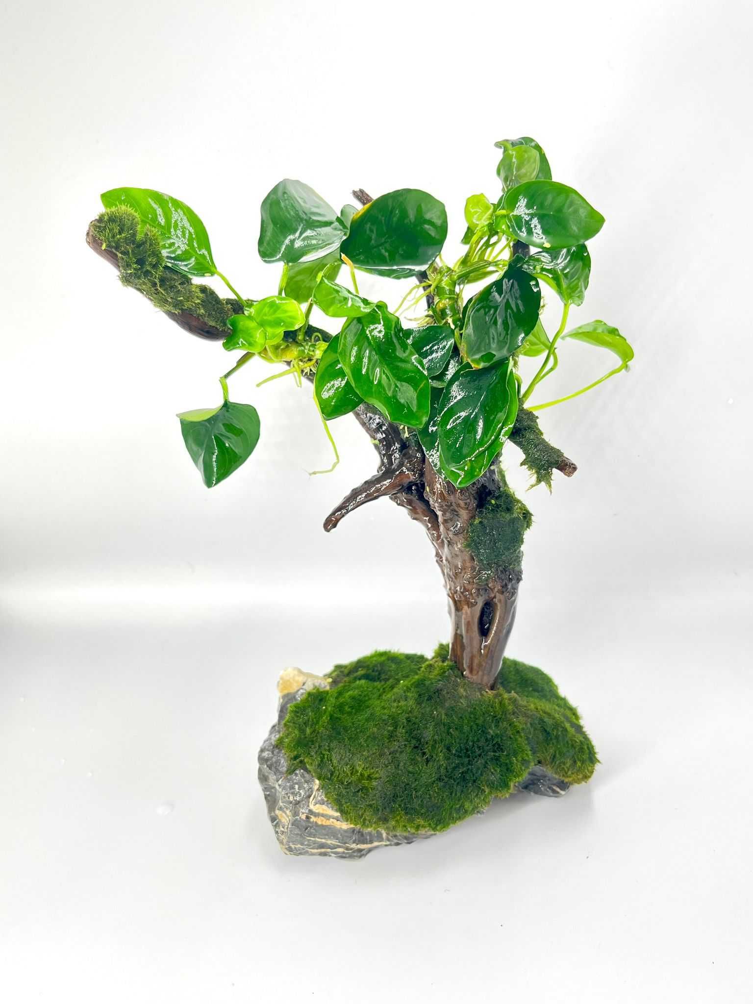 Piękna Aranżacja Do Akwarium Drzewko Bonsai