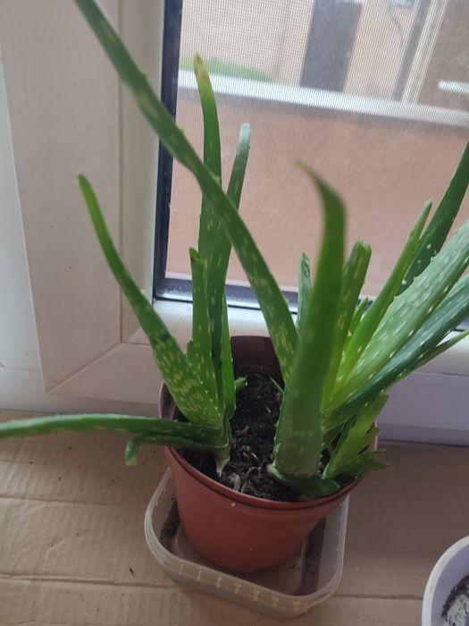 Вазон алоє Вера 5 років ліки від багатьох хвороб