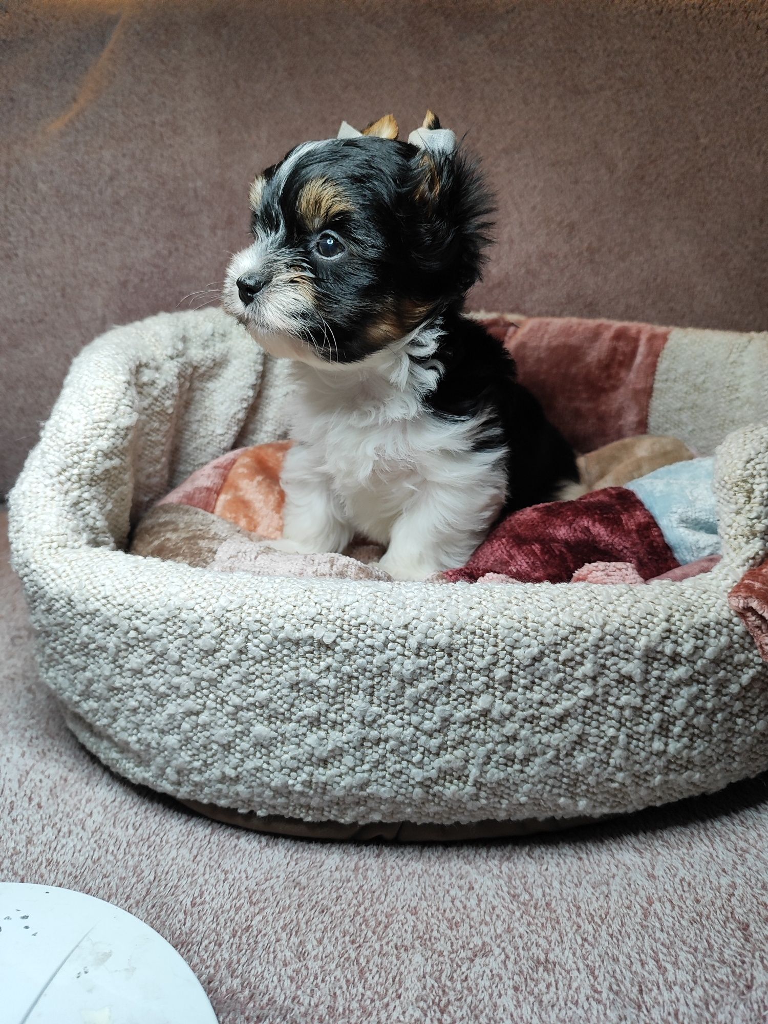 York Shire terrier BIEWER chłopak