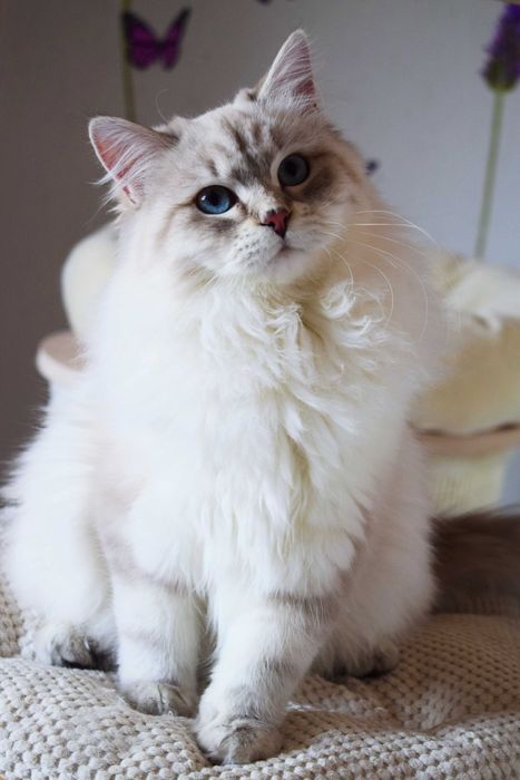 Piękny Kocurek Neva Masquerade po International Champion