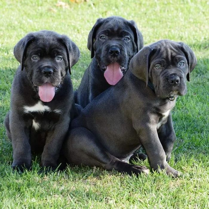 Топові Кане Корсо