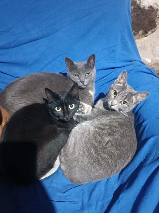 Ofereço gatos para adoção