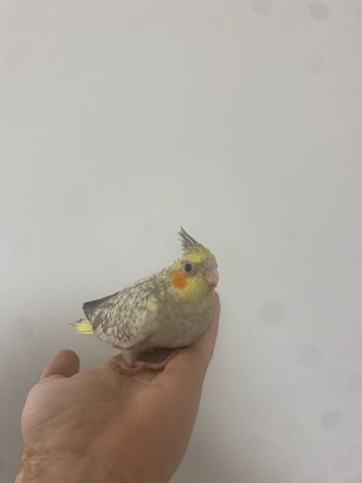 Caturras para criar a mão!