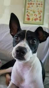 Cachorra jack russell   de 1 ano doacao