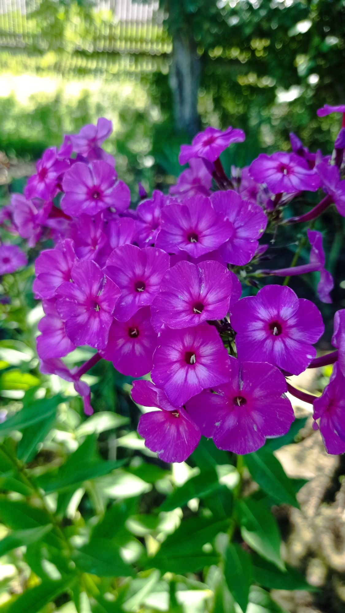 Флокс мітлоподібний