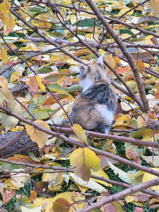 Милые котята ищут теплые ручки и большое сердечко