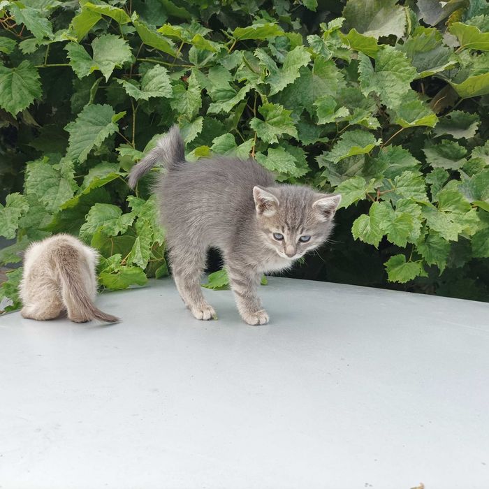 Котят отдам бесплатно